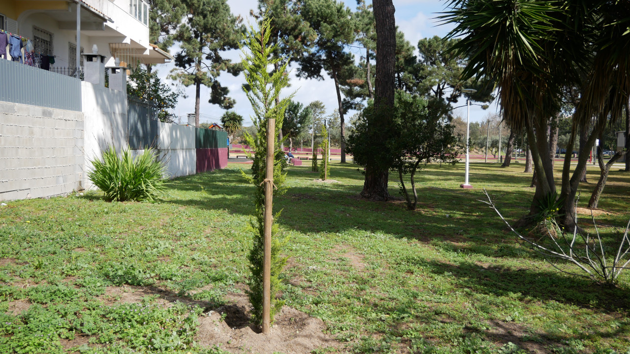 Arrancou a plantação de 500 árvores no Corredor Ecológico