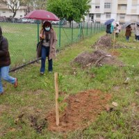 Plantação de árvores na EB23 de Corroios