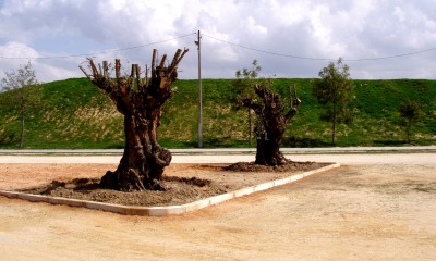 Quinta da Marialva recebe oliveiras centenárias