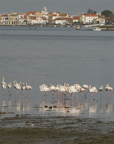Baia do Seixal atrai Flamingos